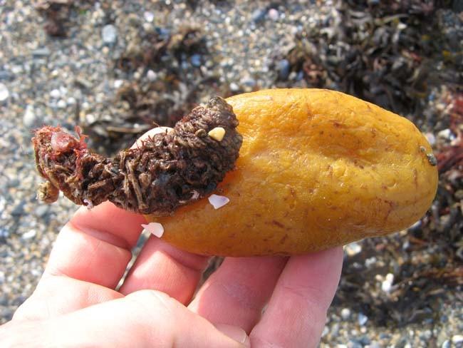 Echouage de "pommes de mer" chères à Murielle ce WE sur la plage de Donville (50), pas très loin d'Agon-Coutainville. Celle-ci semble avoir appréci...