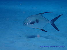  pompaneau plume(trachinotus falcatus) mav