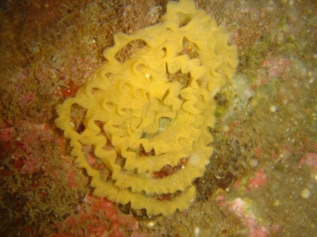 Ponte d'hypselodoris elegans?