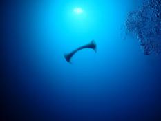 Ponte d'Illex coindetii ?