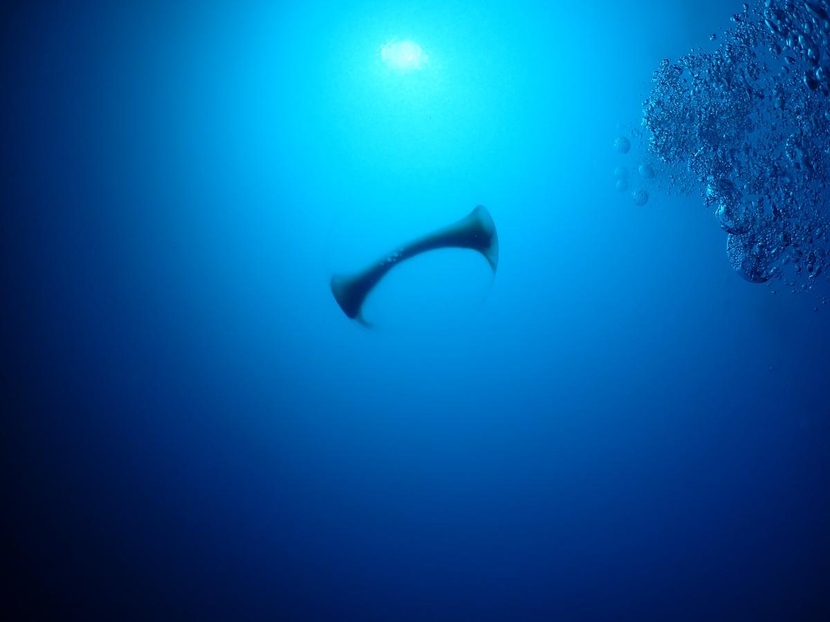 Ponte d'Illex coindetii ?