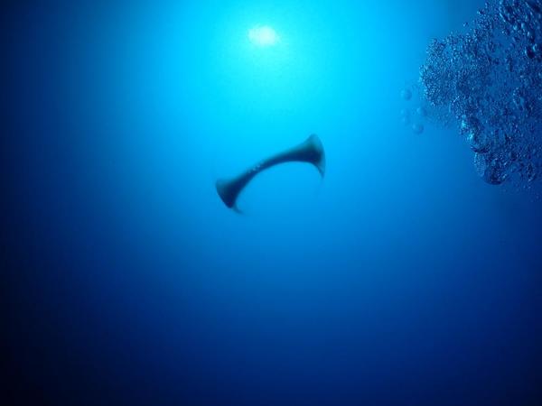 Ponte d'Illex coindetii ?