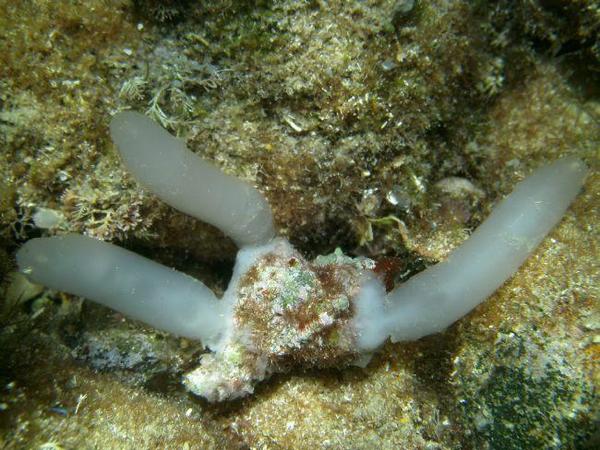 Ponte de calamar (?) sur coquille de murex : idée géniale ou