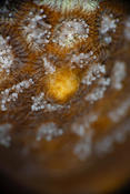 ponte  de corail??