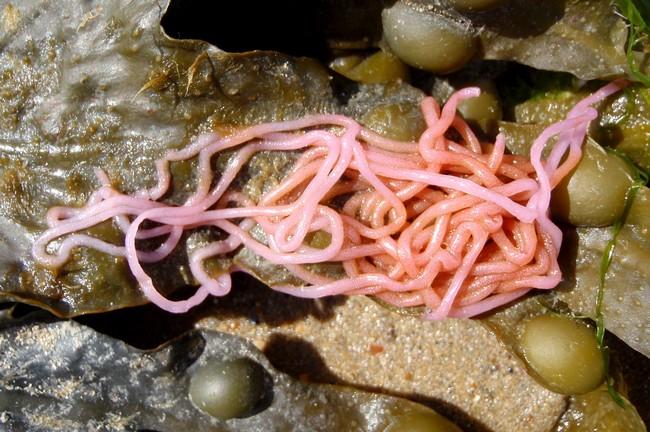 Bonjour,<br />Je ne crois pas que ce soit une ponte de lièvre de mer, ou peut être sont elles différentes en mer rouge, mais chez moi en Normandie...