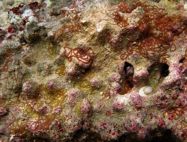 Et chez moi ce sont des macaronis bruns ou verts :-) Peut-être faudrait-il plutôt chercher chez les nudibraches?