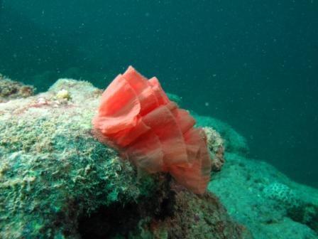Pour information, j'ai egalement rencontre cette ponte à Bali et à Rodrigues.<br />Je m'etones de la differences sur l'aspect des pontes entre les...