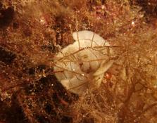 Ponte de limace, mais qui a fait ça ?