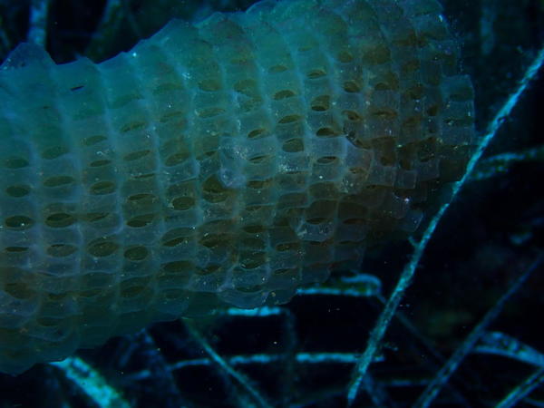 ponte de mollusque ?