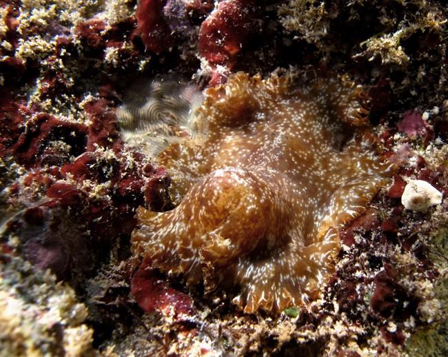 Est-ce sûr qu'ils ne peuvent pas pondre aussi en spirale à même la roche? J'ai bien l'impression que celui-là (<em>Paraplanocera cf. oligoglena</em...