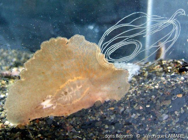 La ponte de ce ver plat peut ressembler à celle de <em><a href="fiche2.asp?fiche_numero=1090" target="_blank">Planocera ceratommata</a> </em>