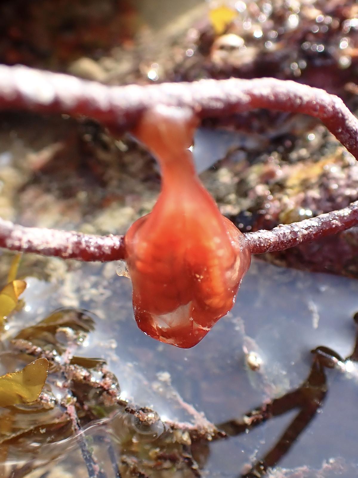 Ponte de (xx) ? Ascidie ?