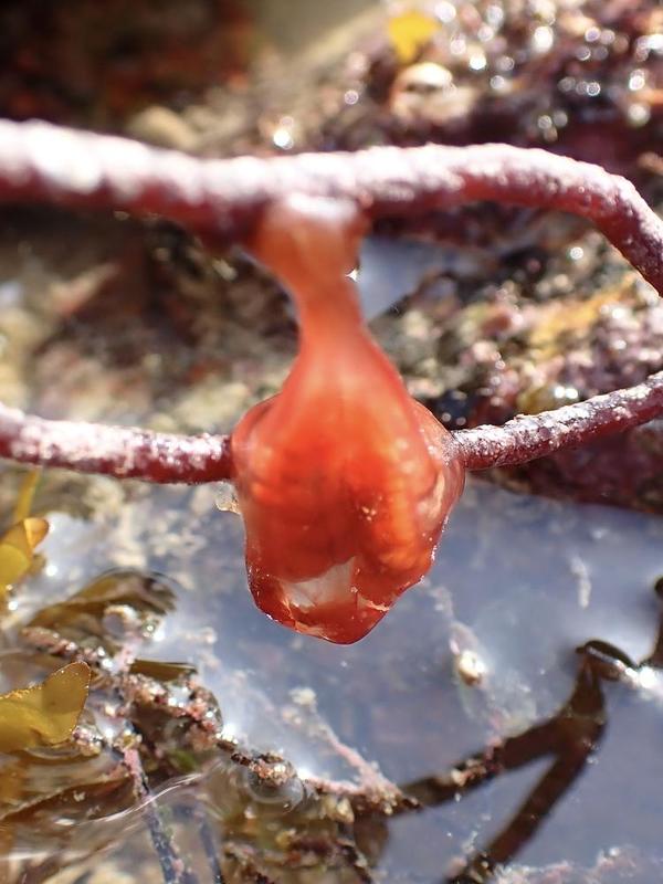 Ponte de (xx) ? Ascidie ?