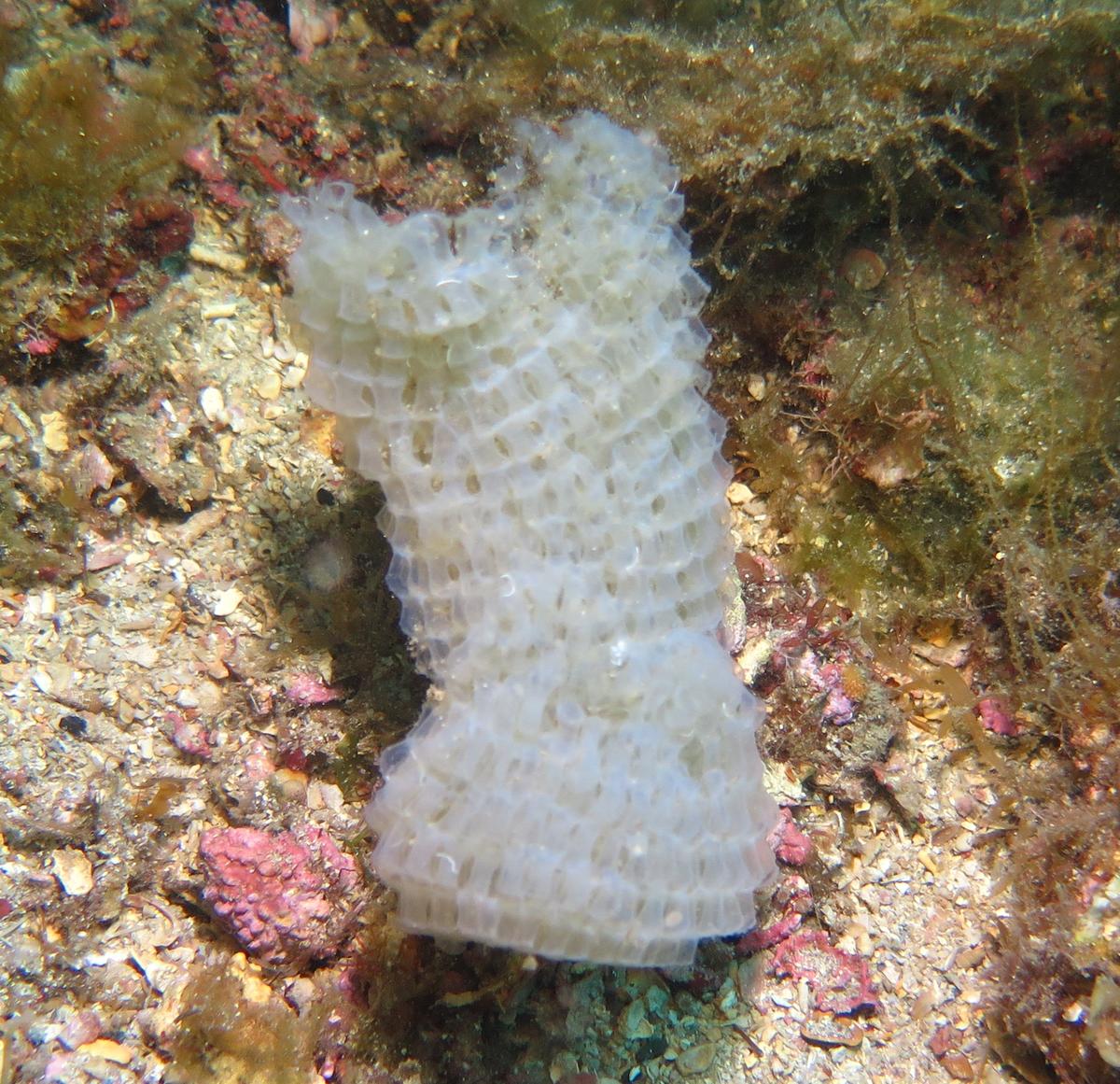 ponte, éponge ou autres ???