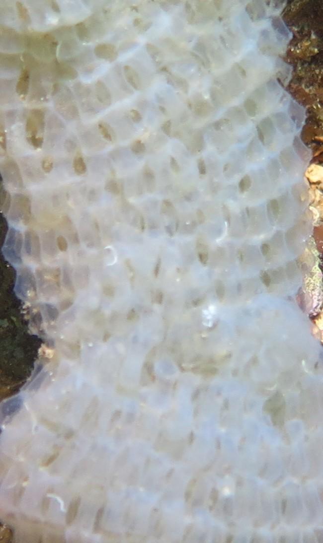 <p>je rajoute une vue rapprochée de la structure</p>