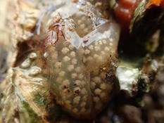 Ponte littorine