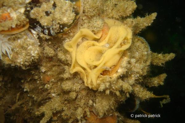 ponte nudibranche