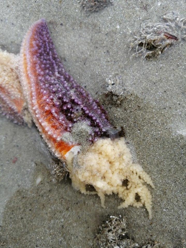 <p>Cela me fait penser au reste d'une branche de l'étoile de mer commune Asterias rubens comme dans la photo ci-jointe. </p>