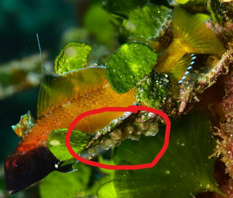 ponte triptérygion delaisi 