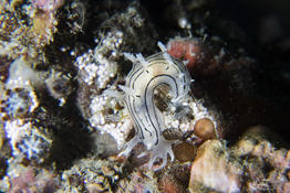 Ponte Tritonia striée