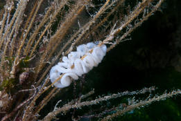 Ponte. Quel nudibranche ?