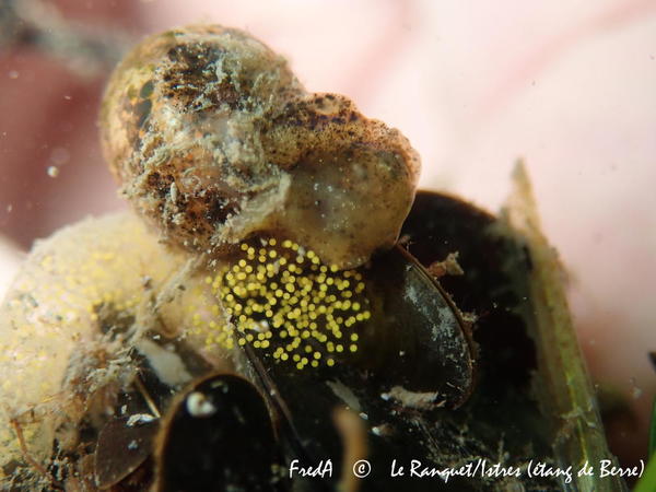 Pontes Haminoeidae de Berre en forme de demi-cercle jaune (type2)