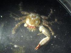Porcellana platycheles ?