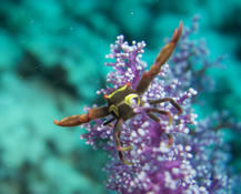 Porcellanidae?
