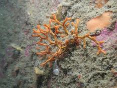 Porella compressa ou Smittina cervicornis ?