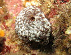 Porifera mysterieuse
