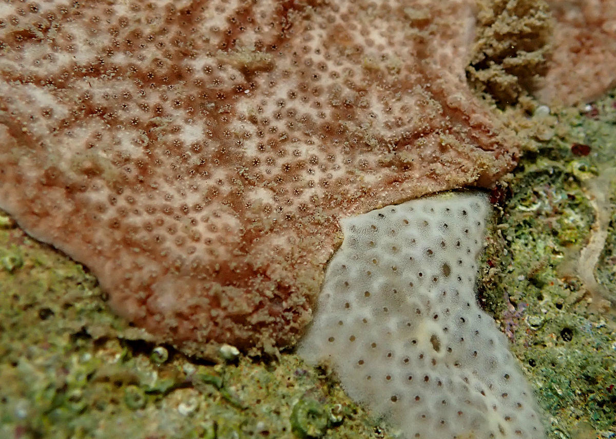 Porifera or ...?
