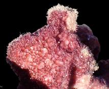 Porífero a identificar