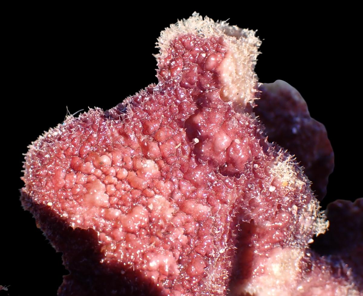 Porífero a identificar