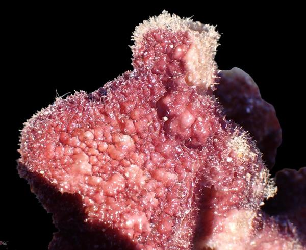 Porífero a identificar