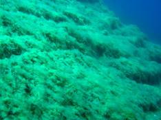 Port-Cros : quelle est cette algue ?