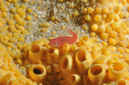 Porte-écuelle (Apletodon dentatus?)