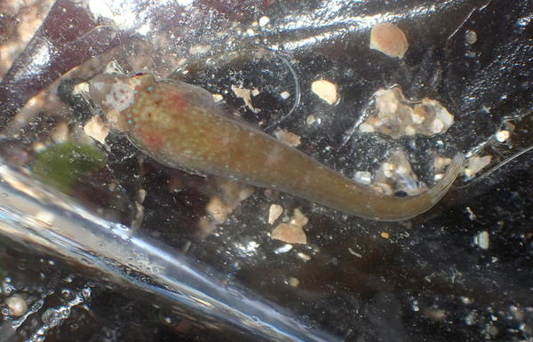 Porte-écuelle, Loire-Atlantique