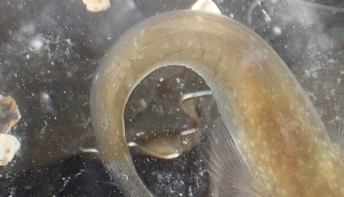 <p>Bonjour Sylvain,</p><p>Merci pour cet avis.</p><p>Cela ne pourrait pas être un <em>Lepadogaster sp</em> voire un <em>Lepadogaster candolii</em>...