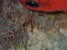 Porte-écuelle.... mais lequel?