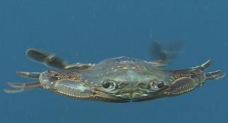 Portunus convexus?