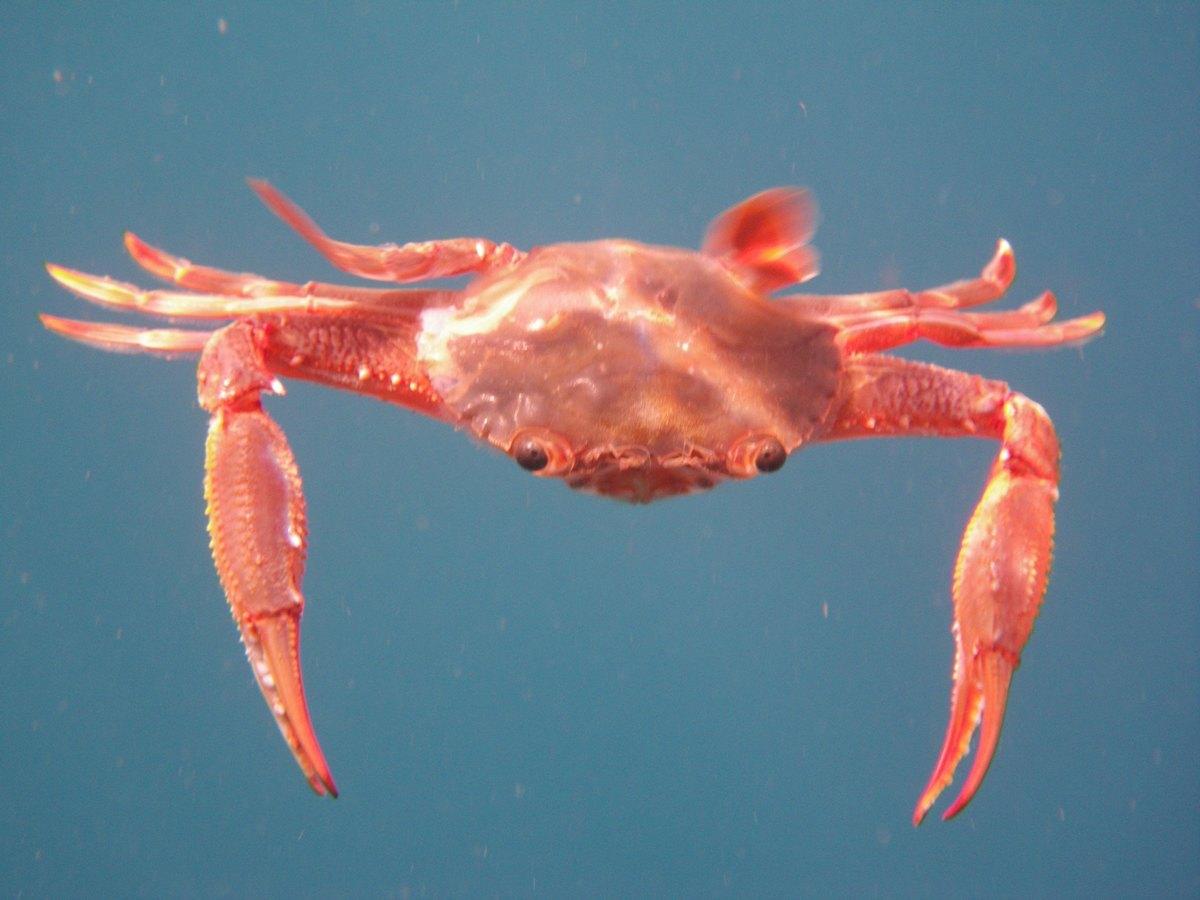 <p>Bonjour,</p><p>J'avais tenté l'identification suivante, sans être pleinement convaincu, pour ce crabe: <em>Ovalipes punctatus</em>.</p><p>C'est...