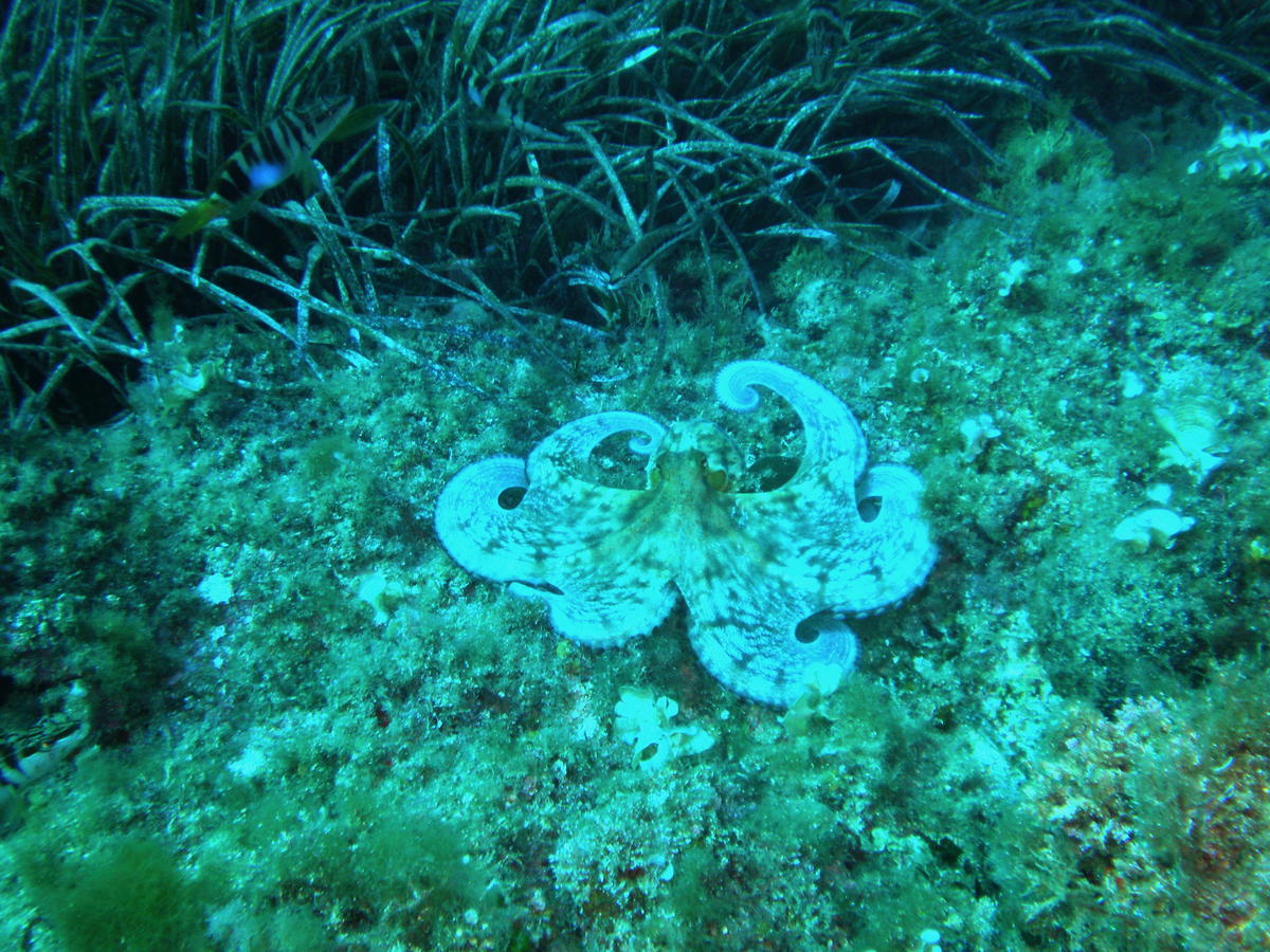 <p>Bonjour, pour comparaison voici une photo d'octopus vulgaris prise sur la côte d'Azur il y a quelques années. Je trouve que ça ressemble beaucou...