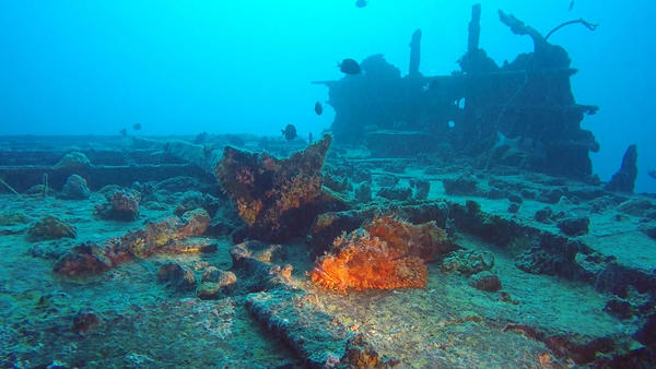 Pour identification SVP. Vu sur le Stella Maru à l'ile maurice. 15m
