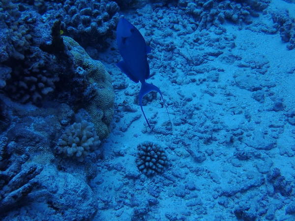 Pouriez vous identifier ce poisson, je pense un baliste