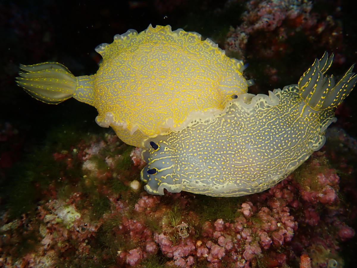 pourquoi ces couleurs différentes chez les doris geantes?