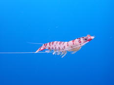 pourquoi cette crevette en pleine eau ?