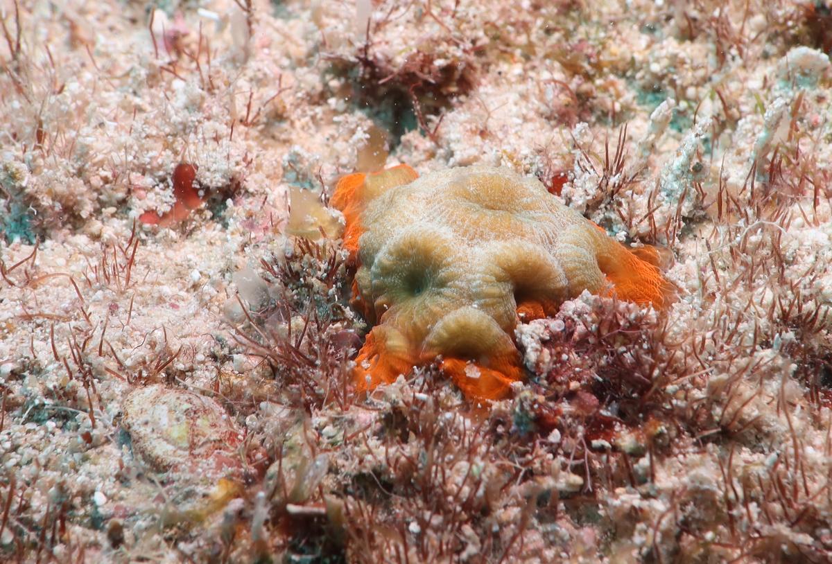 Pourquoi cette zone très colorée autour du corail?