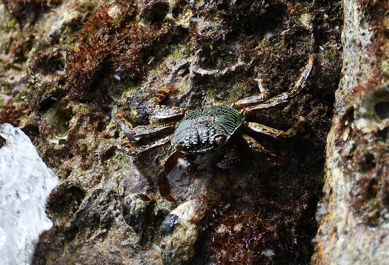 Pouvez vous identifier ce crabe Thaïlandais ?