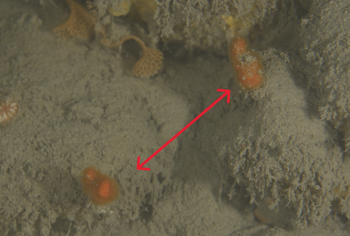Pouvez-vous identifier cette espèce ? Un Bryozoaire ?