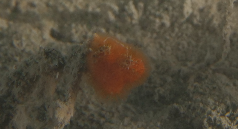 <p>Dans un milieu au substrat meuble, l'espèce semble apprécier les substrat durs tels que les affleurements rocheux.</p>